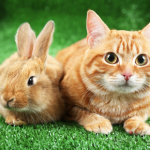 Get Molesey Vets’ advice on springtime dangers for dogs, cats & rabbits