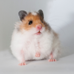 Claygate Vets’ guide to lumps and bumps on your pet rodent