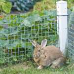Spring garden safety: Teddington Vets’ advice for rabbit owners