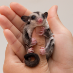 Tips on diet & exercise for sugar gliders from Molesey Vets