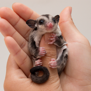 Tips on diet & exercise for Sugar Gliders - Exotic Vets | Molesey Vets