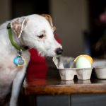 Pet owners need Molesey Vets’ list of Easter poisons