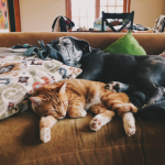 Daniela explains why you need to know your pet’s normal vital signs