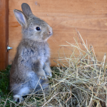 Our Vet Nurses explain what to put in a first aid kit for rabbits