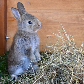 Our Vet Nurses explain what to put in a first aid kit for rabbits