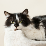 How to treat common cat emergencies
