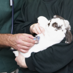 Darren explains how to recognise a rabbit emergency