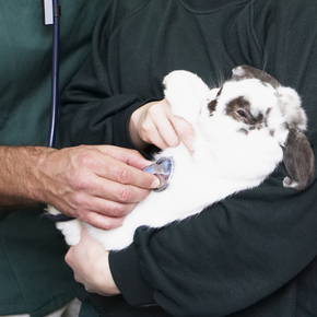 Darren explains how to recognise a rabbit emergency