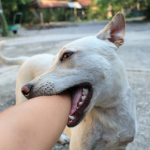 Take Alpha Vets’ safety quiz for preventing dog bites