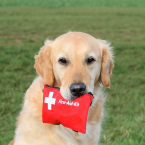 Why all dog owners in Surrey need a pet first aid kit
