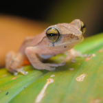 Considering a pet frog? Read Darren’s advice
