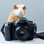 Alpha Vets’ nurses share 9 reasons why small furries are top pets
