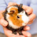 Lifesaving guinea pig advice from Claygate Vets