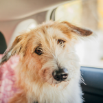 Pet travel safety & sickness tips for dogs, cats & small furries