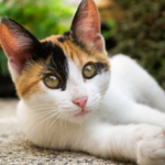 Why all Greater London cats need a microchip in 2022