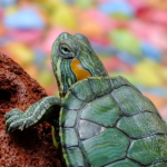 Get Darren’s fun facts and care tips for World Turtle Day