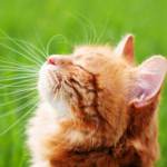 Six summer safety tips for pets in Teddington