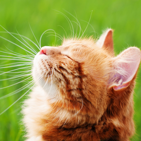 Get your cat summer-ready with Claygate Vets’ advice