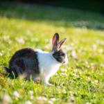 Claygate Vets share how to keep rabbits cool during summer