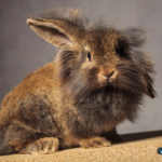 Why do rabbits get microchipped?