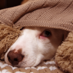 Why start firework noise training in summer with Molesey Vets