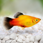 Learn the basics of keeping tropical fish