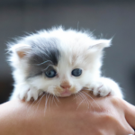 Vets in Teddington have this kitten care advice