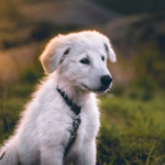 Get Darren’s checklist for what a new puppy & dog needs