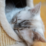 Choosing cat holiday care in Surrey