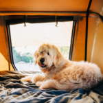 Get Claygate Vets’ dog-friendly holiday prep list