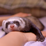Molesey Vets offers advice on dealing with ferrets in heat