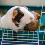 How to safely transport guinea pigs