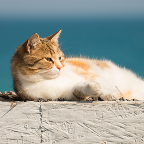 Ensuring a cool and carefree summer for Greater London cats