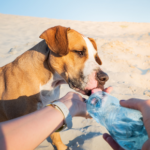 Alpha Vets shares 7 summer dangers dogs should avoid