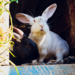 Darren has vital hot weather advice for owners of small furry pets