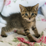 What’s in a meow? Vets in East Molesey share kitten behaviour tips