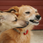 Understanding dog behaviour and getting help in Claygate