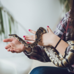 Exotics Vet Darren Partridge has this advice for wannabe snake owners