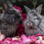 Claygate Vets explain why rabbits need a companion