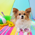 Taking your dog on holiday? Molesey Vets have this advice