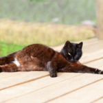 Alpha Vets’ guide to cat pregnancy