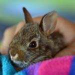 Getting ready for your baby rabbit’s arrival with Alpha Vets