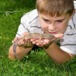 Molesey Vets give pet reptile health advice for World Lizard Day
