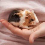 Claygate Vet Nurses give top tips to new guinea pig owners