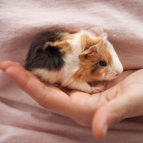 Claygate Vet Nurses give top tips to new guinea pig owners