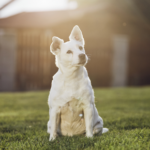 Molesey Vets’ team share helpful advice on preparing for pet loss