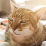 Is my cat in pain? Vet Darren Partridge explains signs to look out for