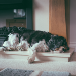 Home care tips for arthritic dogs from Claygate Vets