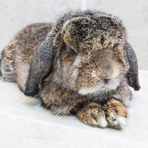 Teddington veterinary surgeon shares how to spot rabbit pain