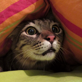 Help Surrey cats keep calm and carry on this firework season